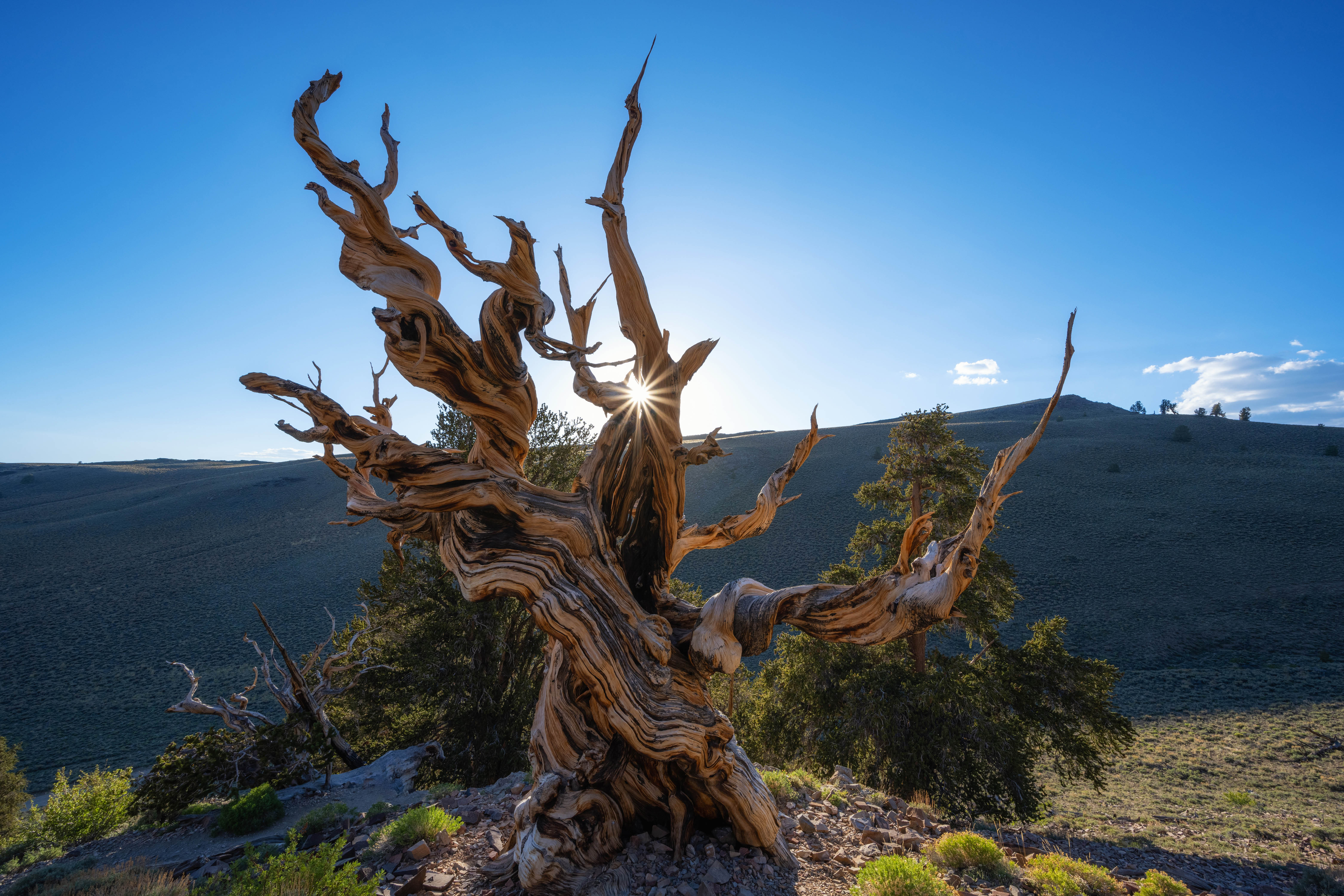 Ancient Trees and Small Wonders on Our Family Trip Through the Eastern Sierra